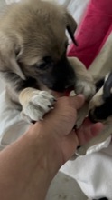 IGGY, Hund, Mischlingshund in Rumänien - Bild 8