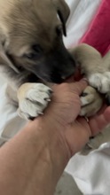 IGGY, Hund, Mischlingshund in Rumänien - Bild 9