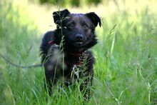 AKORD, Hund, Mischlingshund in Polen - Bild 1