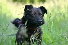 AKORD, Hund, Mischlingshund in Polen - Bild 2