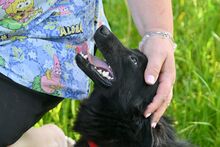 AKORD, Hund, Mischlingshund in Polen - Bild 3