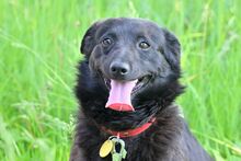 AKORD, Hund, Mischlingshund in Polen - Bild 4