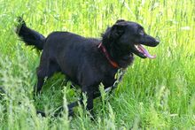 AKORD, Hund, Mischlingshund in Polen - Bild 5