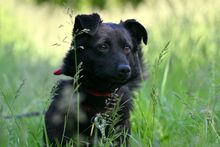 AKORD, Hund, Mischlingshund in Polen - Bild 6