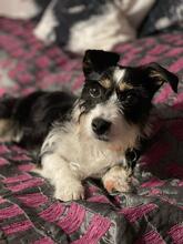 TALE, Hund, Mischlingshund in Polen - Bild 1