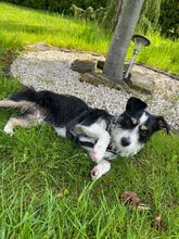 TALE, Hund, Mischlingshund in Polen - Bild 10