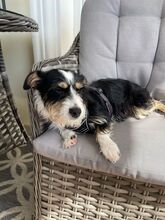 TALE, Hund, Mischlingshund in Polen - Bild 11