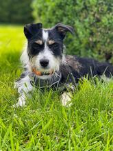 TALE, Hund, Mischlingshund in Polen - Bild 2