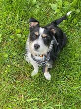 TALE, Hund, Mischlingshund in Polen - Bild 3