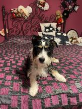 TALE, Hund, Mischlingshund in Polen - Bild 4