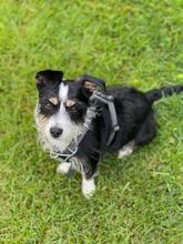 TALE, Hund, Mischlingshund in Polen - Bild 5