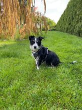 TALE, Hund, Mischlingshund in Polen - Bild 6