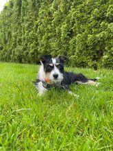 TALE, Hund, Mischlingshund in Polen - Bild 7
