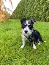 TALE, Hund, Mischlingshund in Polen - Bild 8