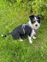 TALE, Hund, Mischlingshund in Polen - Bild 9