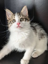 GUERLAIN, Katze, Europäisch Kurzhaar in Zypern - Bild 1