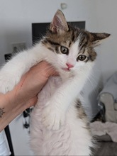 GUERLAIN, Katze, Europäisch Kurzhaar in Zypern - Bild 2