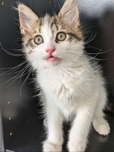 GUERLAIN, Katze, Europäisch Kurzhaar in Zypern - Bild 3