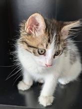 GUERLAIN, Katze, Europäisch Kurzhaar in Zypern - Bild 4