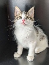 GUERLAIN, Katze, Europäisch Kurzhaar in Zypern - Bild 5