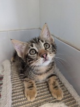 KENZO, Katze, Europäisch Kurzhaar in Zypern - Bild 1