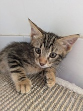 KENZO, Katze, Europäisch Kurzhaar in Zypern - Bild 2