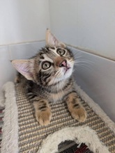 KENZO, Katze, Europäisch Kurzhaar in Zypern - Bild 3