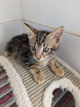 KENZO, Katze, Europäisch Kurzhaar in Zypern - Bild 4