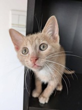 COLUMBO, Katze, Europäisch Kurzhaar in Zypern - Bild 1