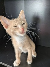 COLUMBO, Katze, Europäisch Kurzhaar in Zypern - Bild 3