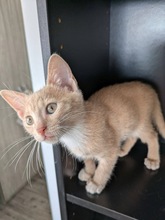 COLUMBO, Katze, Europäisch Kurzhaar in Zypern - Bild 4