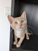 COLUMBO, Katze, Europäisch Kurzhaar in Zypern - Bild 5