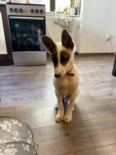 LEO, Hund, Mischlingshund in Rumänien - Bild 10