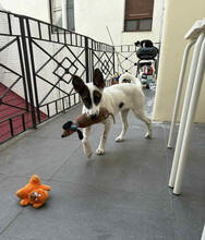 LEO, Hund, Mischlingshund in Rumänien - Bild 11