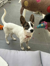 LEO, Hund, Mischlingshund in Rumänien - Bild 13