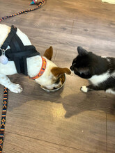 LEO, Hund, Mischlingshund in Rumänien - Bild 14