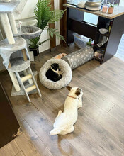 LEO, Hund, Mischlingshund in Rumänien - Bild 15