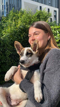LEO, Hund, Mischlingshund in Rumänien - Bild 17
