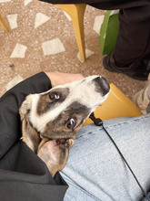 LEO, Hund, Mischlingshund in Rumänien - Bild 19