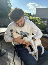 LEO, Hund, Mischlingshund in Rumänien - Bild 6