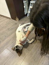 LEO, Hund, Mischlingshund in Rumänien - Bild 7