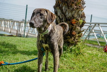 ANDY, Hund, Galgo Español-Mastin Español-Mix in Spanien - Bild 1