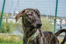 ANDY, Hund, Galgo Español-Mastin Español-Mix in Spanien - Bild 2