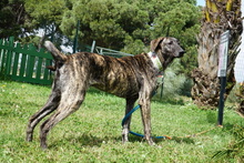 ANDY, Hund, Galgo Español-Mastin Español-Mix in Spanien - Bild 3