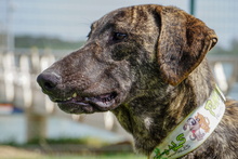 ANDY, Hund, Galgo Español-Mastin Español-Mix in Spanien - Bild 7
