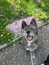 YOSHI, Hund, Akita Inu in Pregny-Chambésy - Bild 1