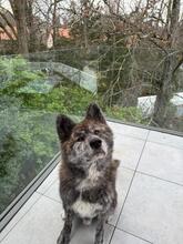 YOSHI, Hund, Akita Inu in Pregny-Chambésy - Bild 2