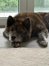 YOSHI, Hund, Akita Inu in Pregny-Chambésy - Bild 3