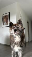 YOSHI, Hund, Akita Inu in Pregny-Chambésy - Bild 4