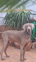 OTTO, Hund, Weimaraner in Spanien - Bild 1